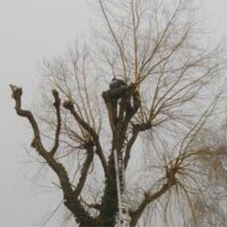 Baumschneidearbeiten
